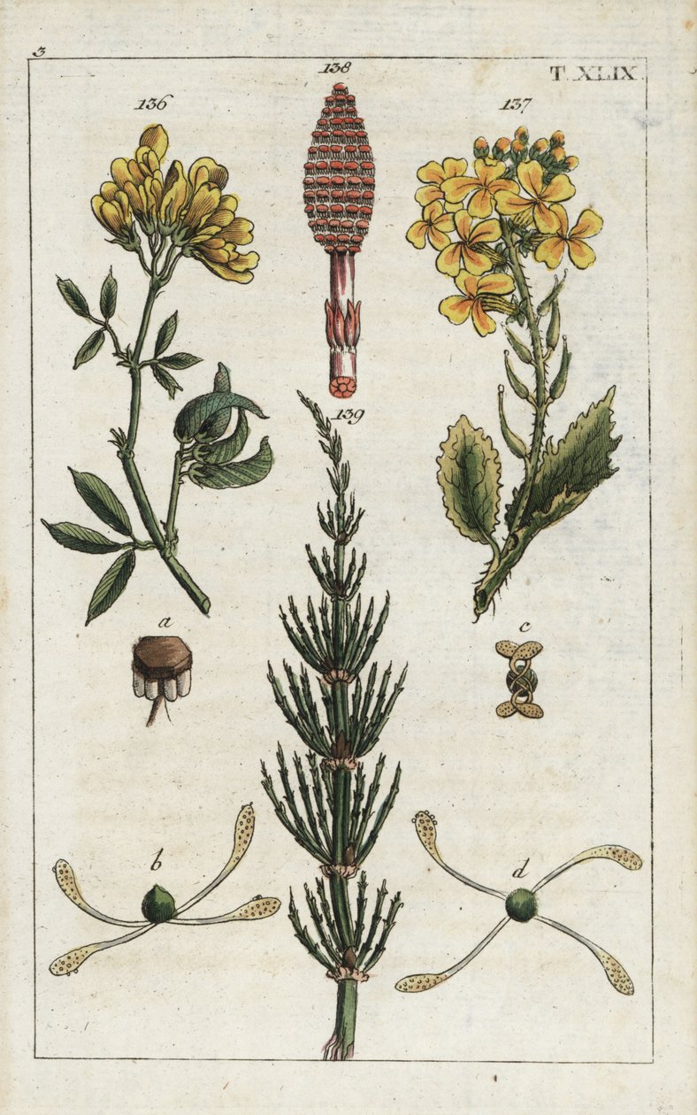 Gele luzerne (Medicago falcata 136), wilde radijs (Raphanus raphnistrum 137), en akkerpaardenstaart (Equisetum arvense 138/139). Handgekleurde kopergravure van een botanische illustratie uit G. T. Wilhelm