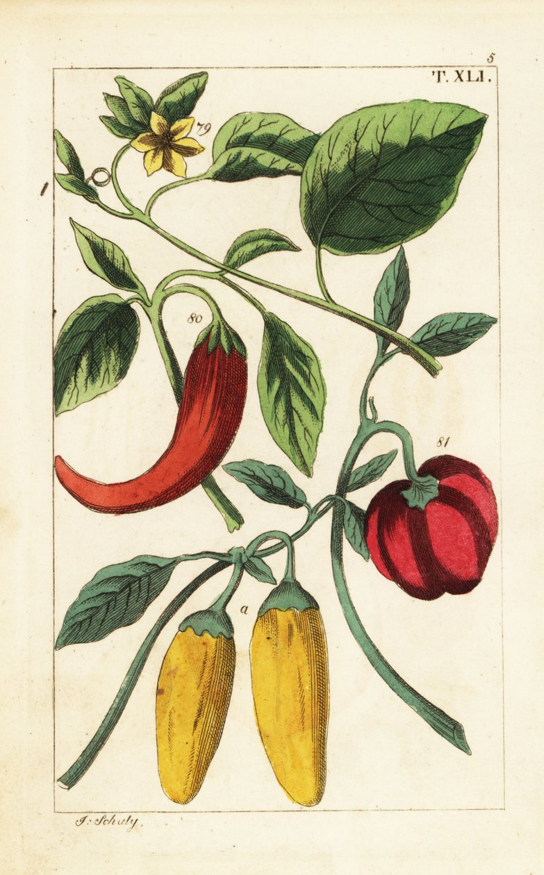 Gele en rode paprika