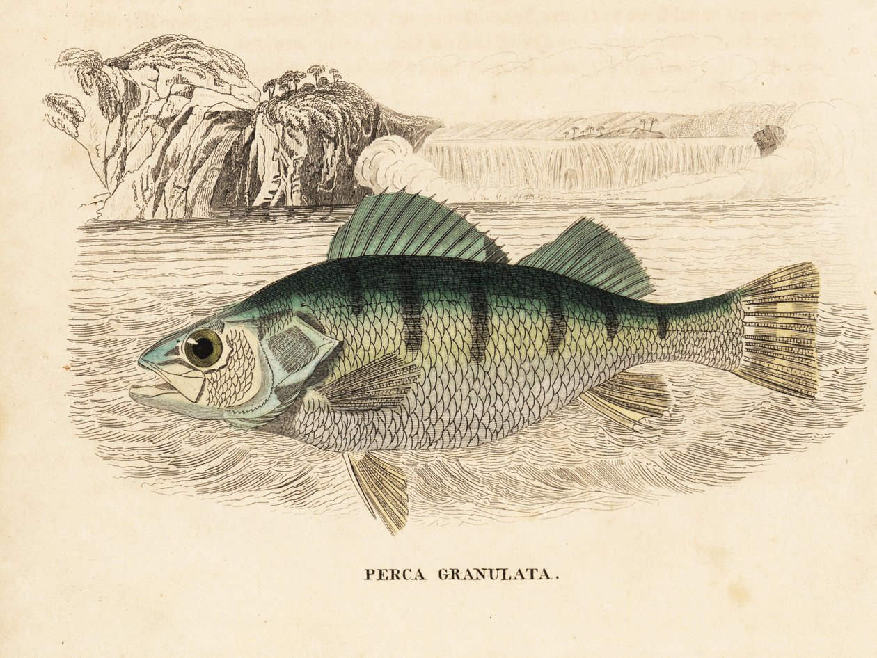 Gele baars, Perca flavescens (korrelige baars, Perca granulata). Handgekleurde staalgravure uit Georg Friedrich Treitschke