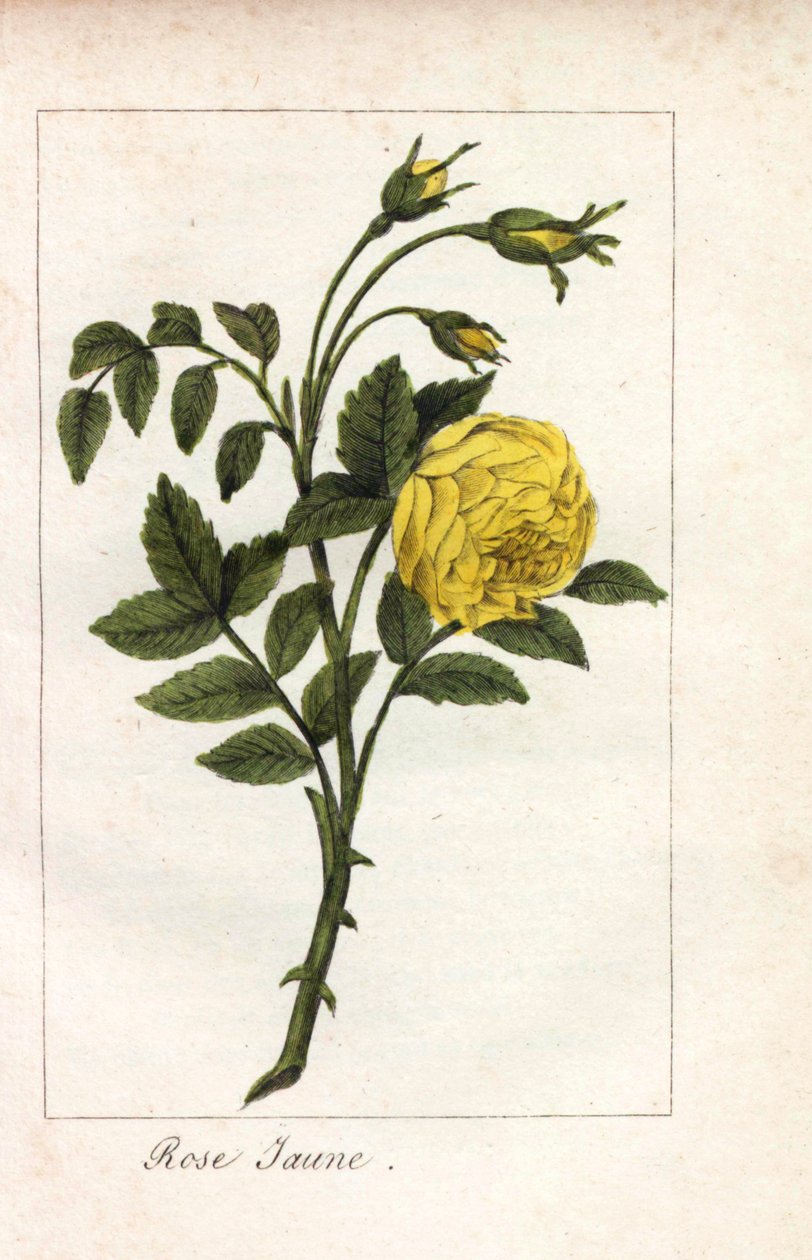 Gele roos, Rosa lutea. Handgekleurde kopergravure van een illustratie door Miss Prudhomme uit 