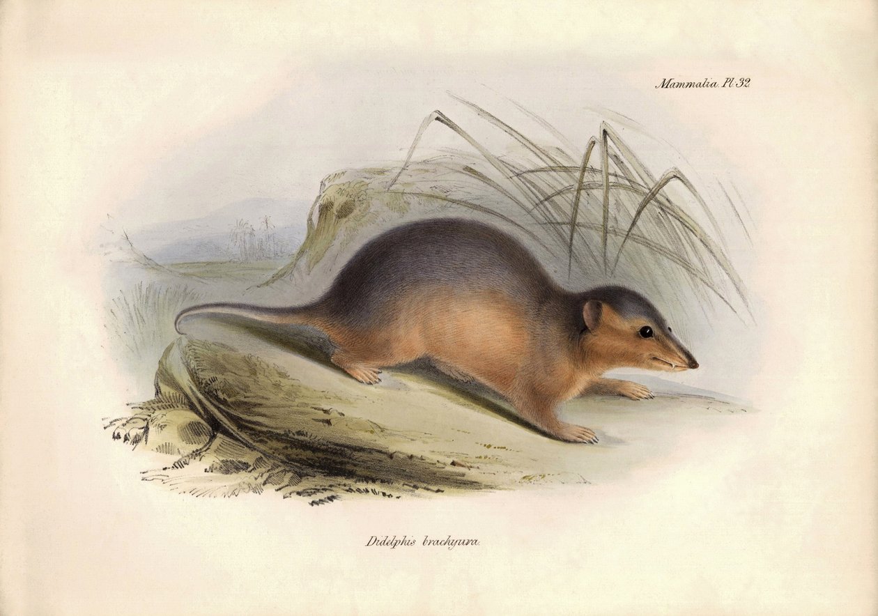 Zoologie: De "Didelphis brachiura" van de Opossum familie beschreven door Charles Darwin tijdens zijn ontdekkingsreis aan boord van de Beagle. Plaat uit "The Zoology of the voyage of H.M.S. Beagle onder het bevel van Kapitein Fitzroy tijdens de jaren 1832  door Unbekannter Künstler