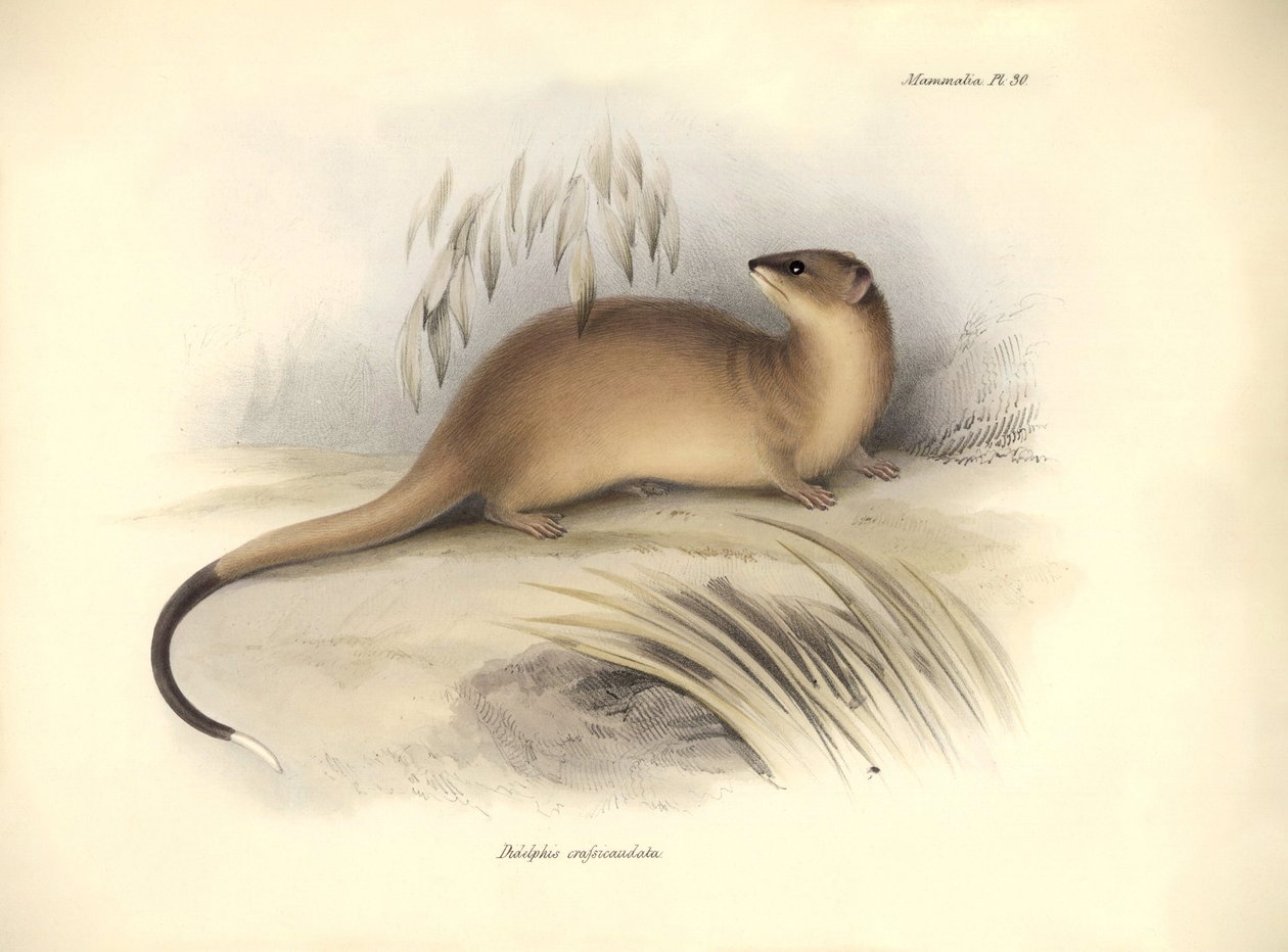 Zoologie: De "Didelphis crassicaudata" van de Opossum familie beschreven door Charles Darwin tijdens zijn ontdekkingsreis aan boord van de Beagle. Plaat uit "The Zoology of the voyage of H.M.S. Beagle onder het bevel van Kapitein Fitzroy tijdens de jaren 1 door Unbekannter Künstler
