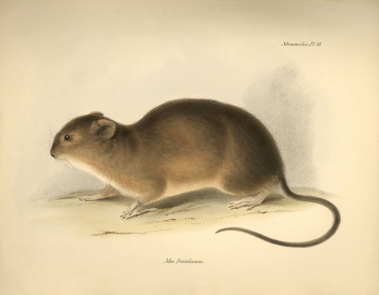 Zoölogie: De 