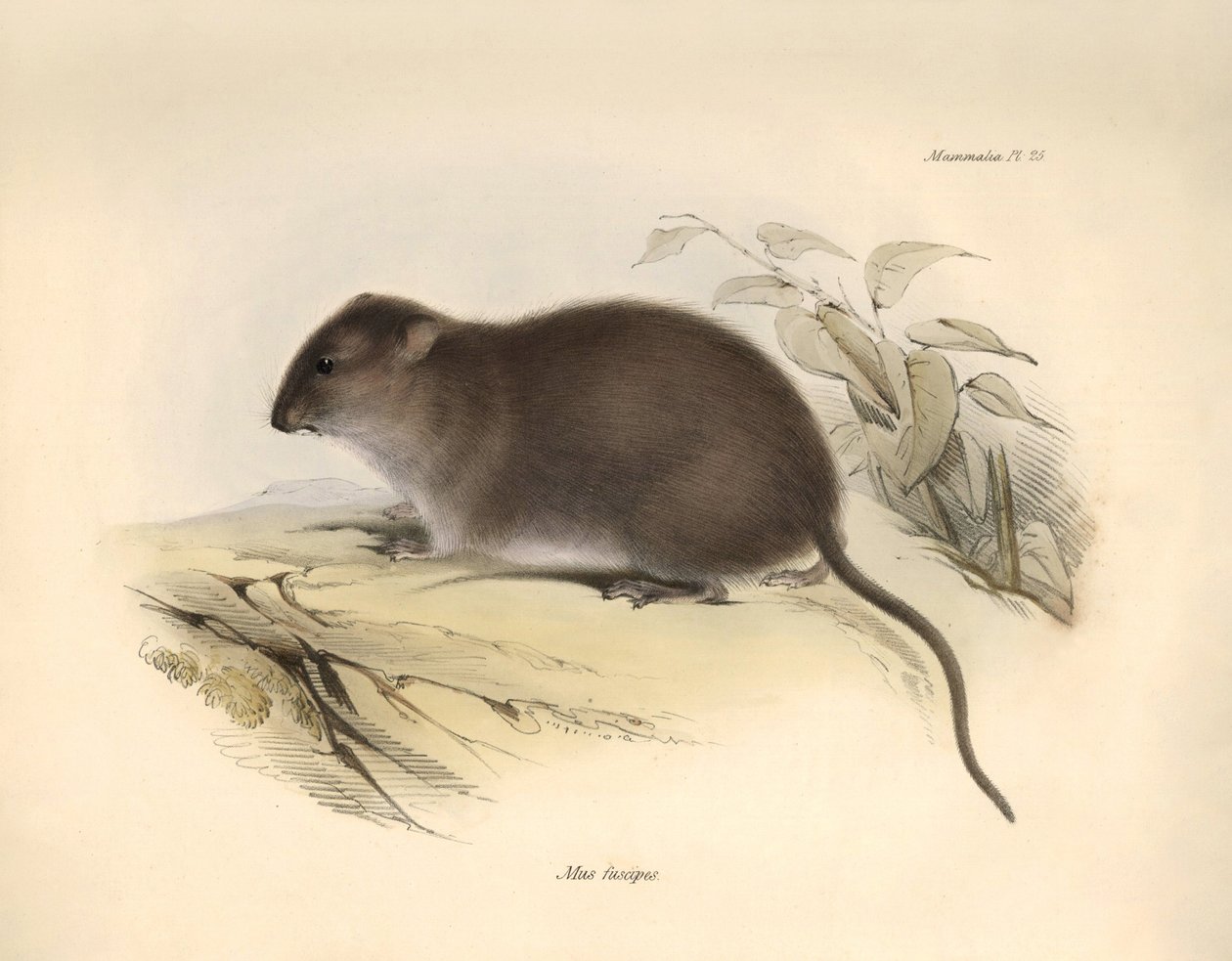 Zoologie: De 