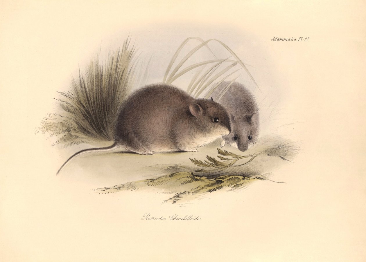 Zoologie: De "Reithrodon Chinchilloides" of Chinchilla van Patagonië beschreven door Charles Darwin tijdens zijn ontdekkingsreis aan boord van de Beagle. Plaat uit "The Zoology of the voyage of H.M.S. Beagle onder het bevel van Kapitein Fitzroy tijdens de  door Unbekannter Künstler