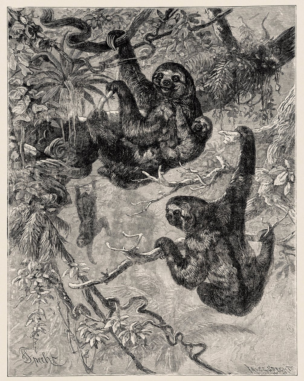 Zoologie: luiaard (Ai - Bradypus tridactylus) beschreven en geïllustreerd door Carlo Vogt en Federico Specht in 