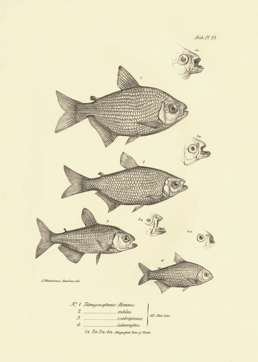 Zoölogie: weergave van de vis 