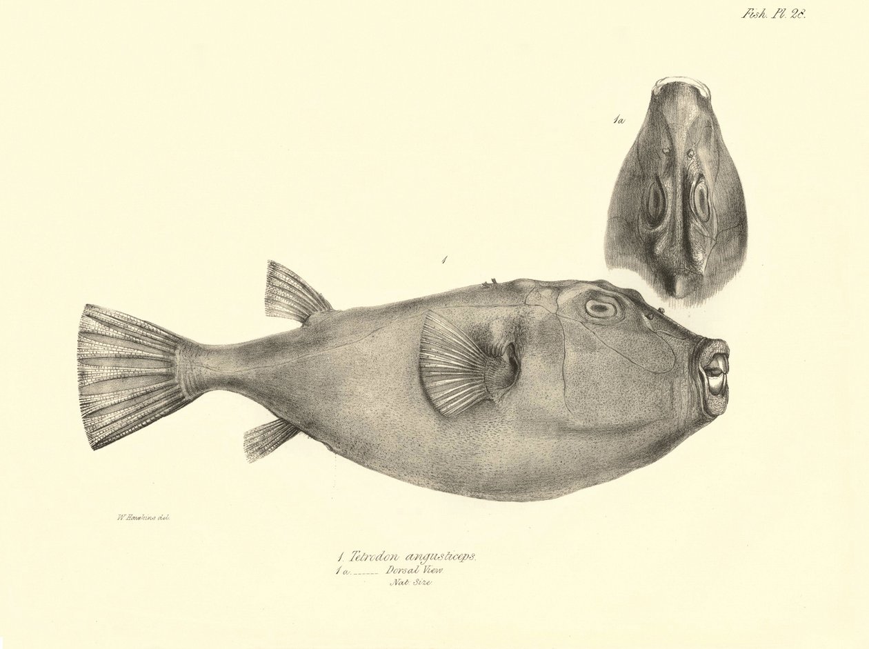 Zoölogie: weergave van de vis 