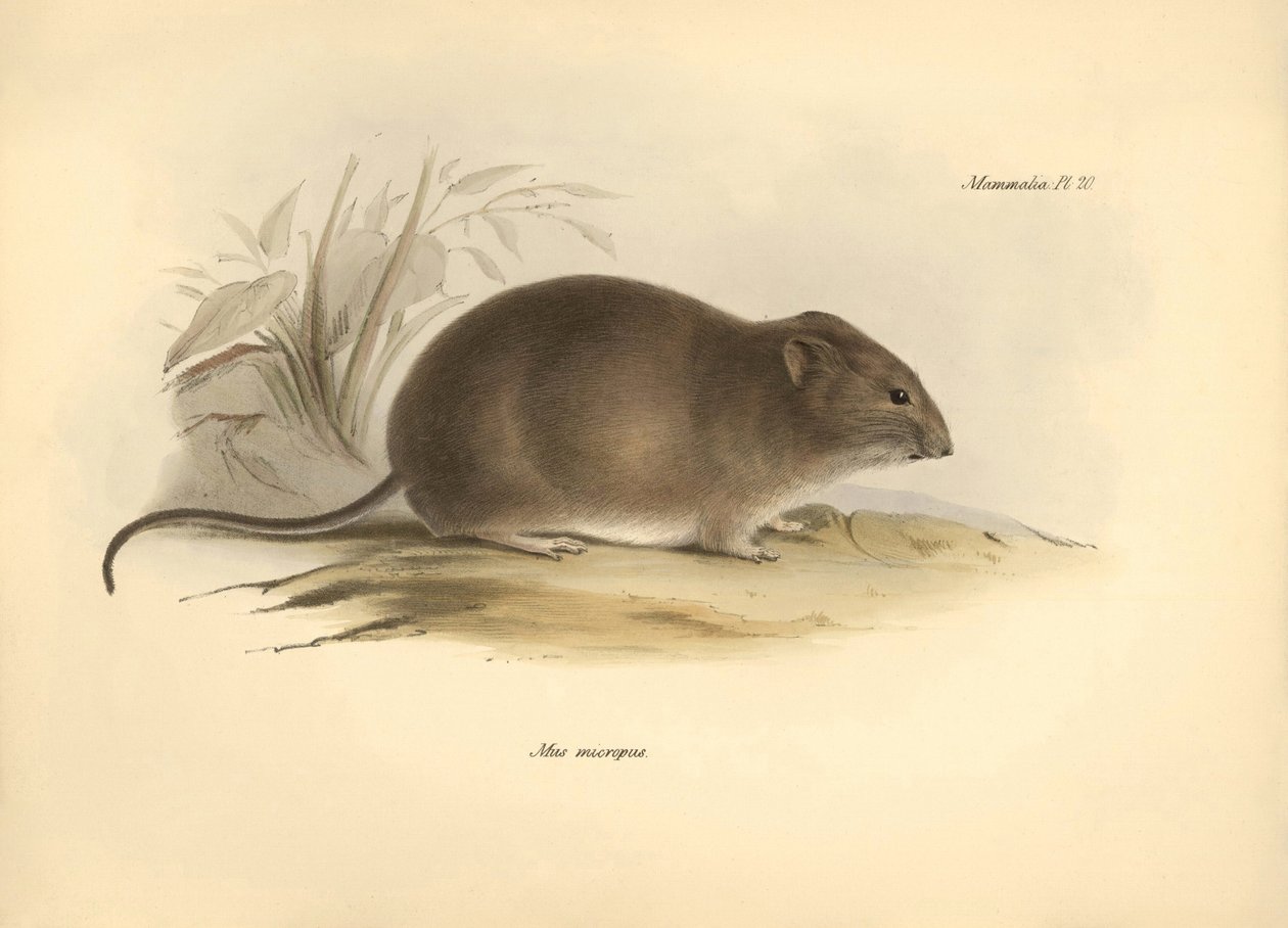 Zoölogie: de 