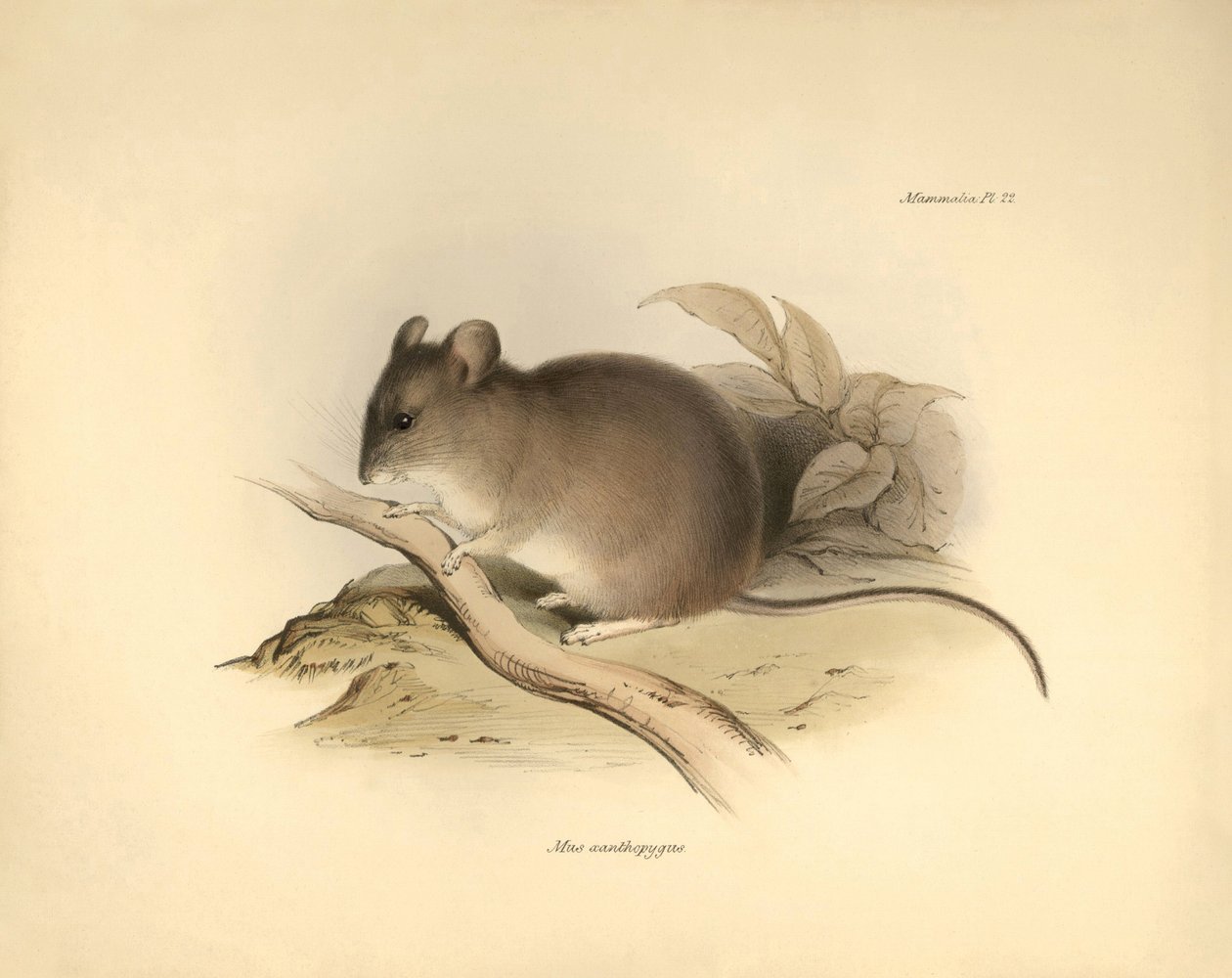 Zoologie: De "Mus xanthopygus" of xanthopygus muis beschreven door Charles Darwin tijdens zijn ontdekkingsreis aan boord van de Beagle. Plaat uit "The Zoology of the voyage of H.M.S. Beagle onder het bevel van Kapitein Fitzroy tijdens de jaren 1832 tot 183 door Unbekannter Künstler