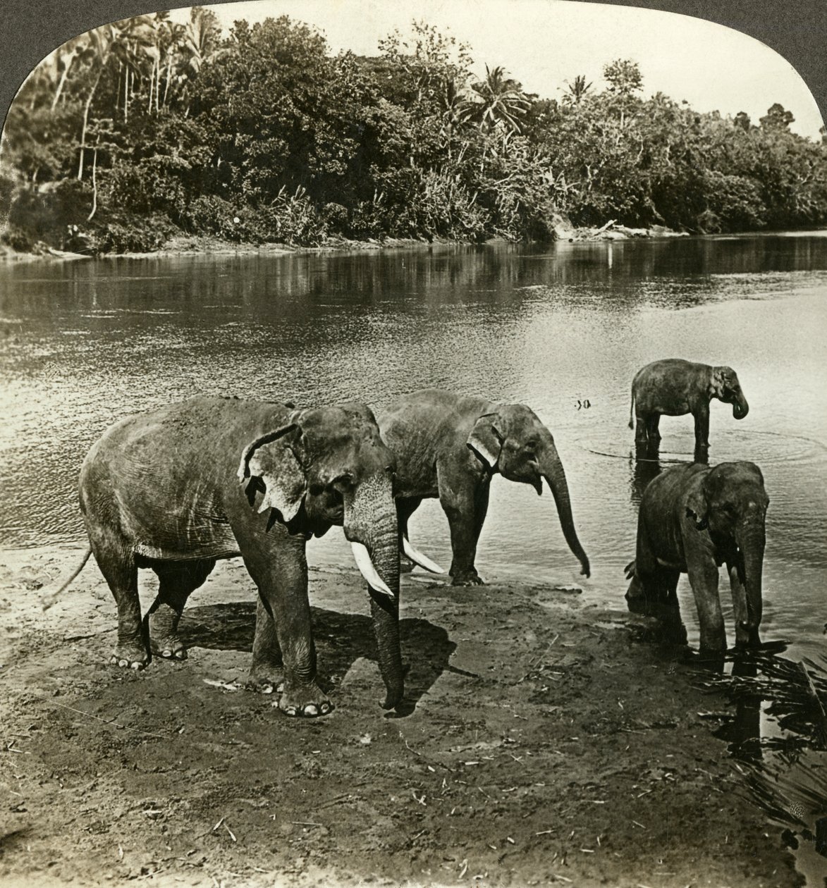 Olifanten, Sri Lanka Ceylon door Underwood and Underwood