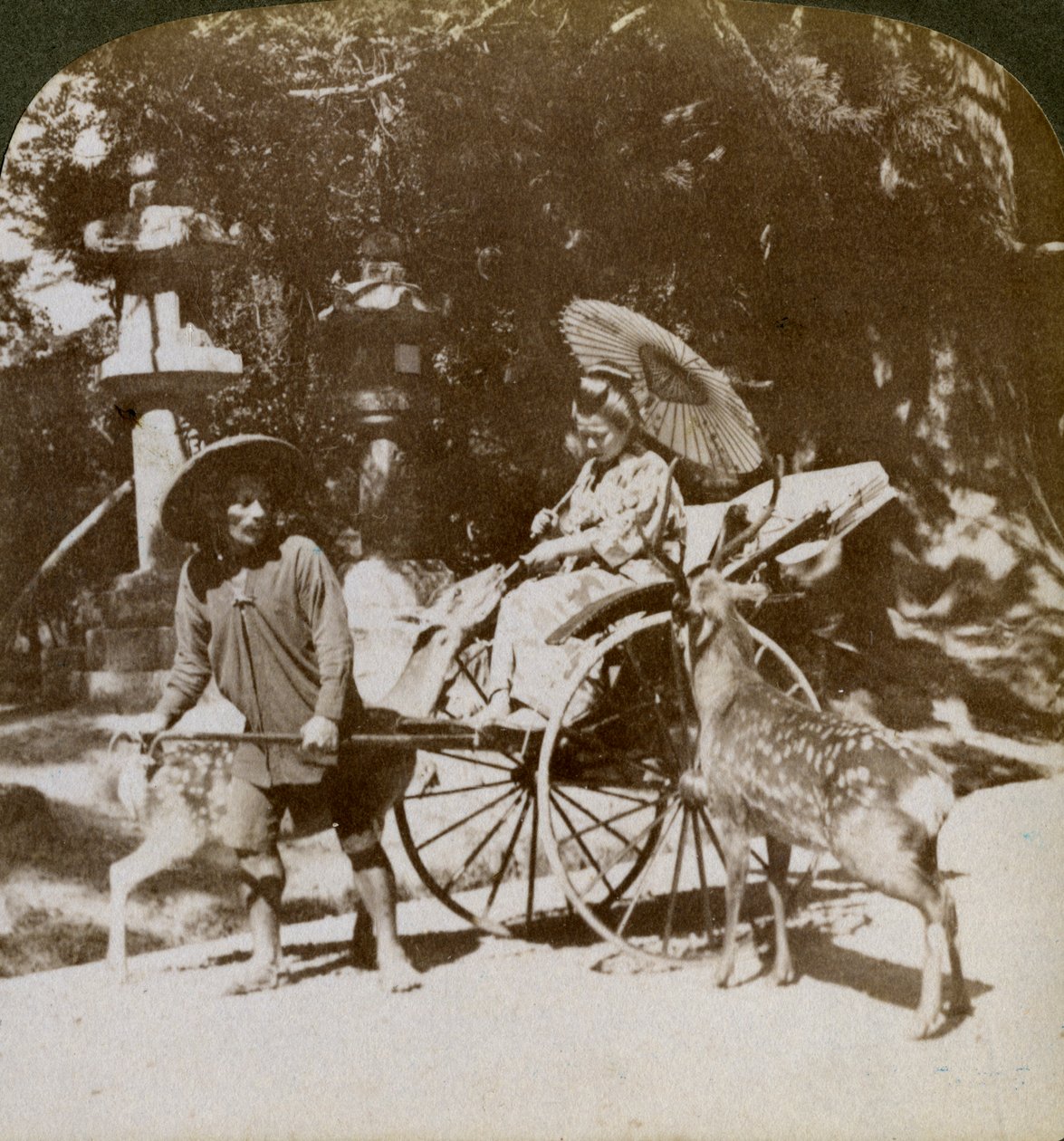 Meisje dat Heilige Herten Voert op Weg naar Gebeden, Gronden van de Kasuga Tempel, Nara, Japan door Underwood and Underwood
