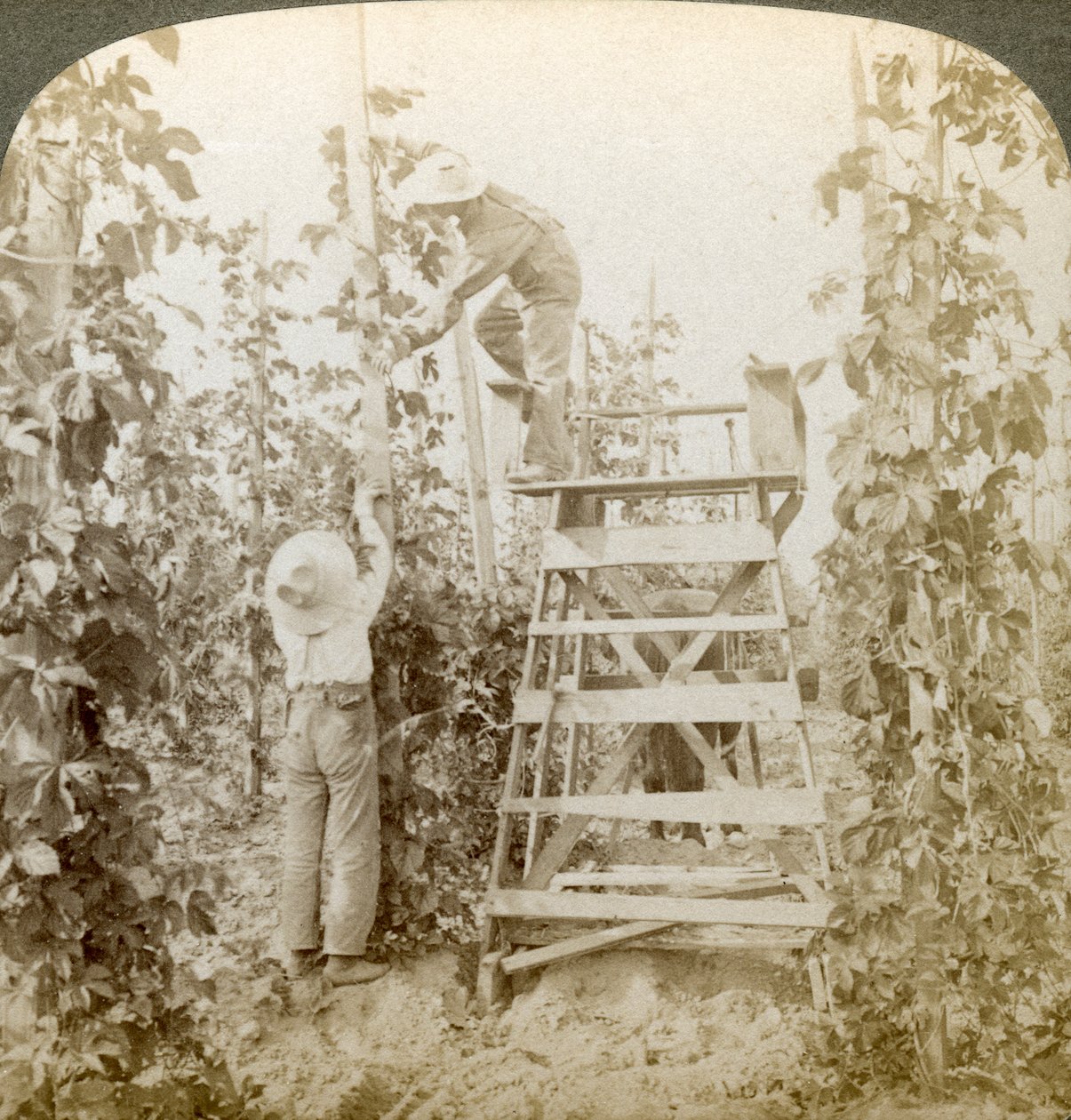 In het Rijke Hopdistrict, De Wijnstokken Trainen, White River Valley, Washington, VS door Underwood and Underwood