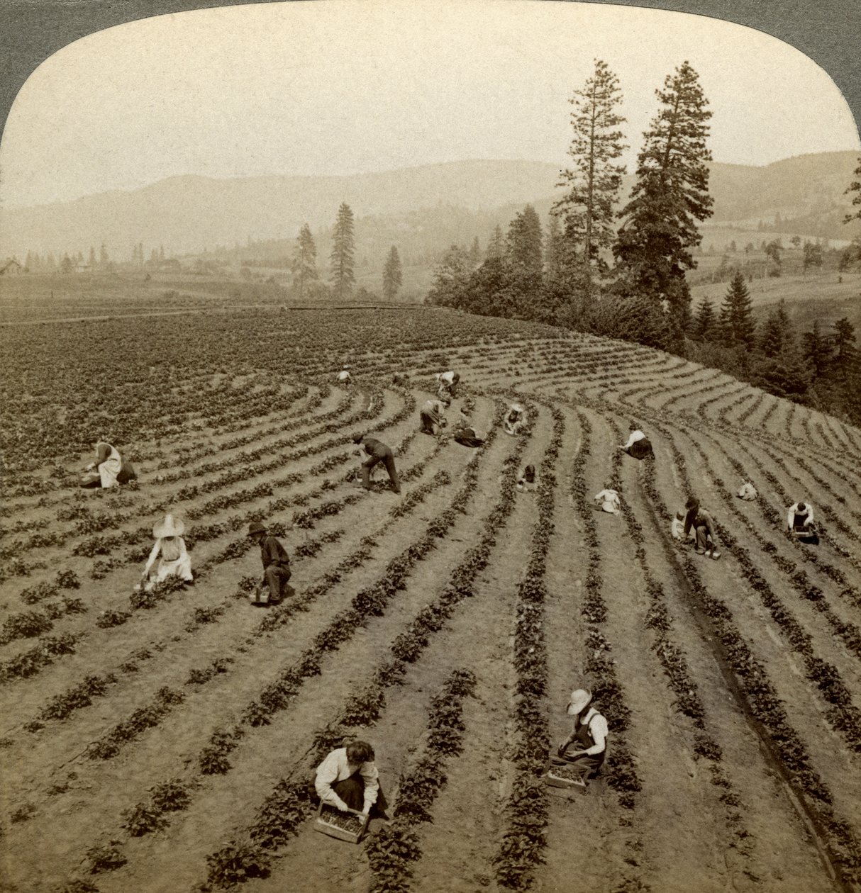 Aardbeien plukken, Cedar Creek Farm, Hood River Valley, Oregon, VS door Underwood and Underwood