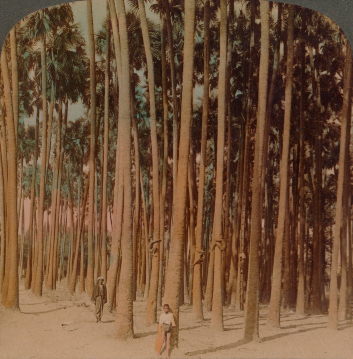 Toddy-palmen 100 ft. hoog, Pagan, Birma door Underwood and Underwood