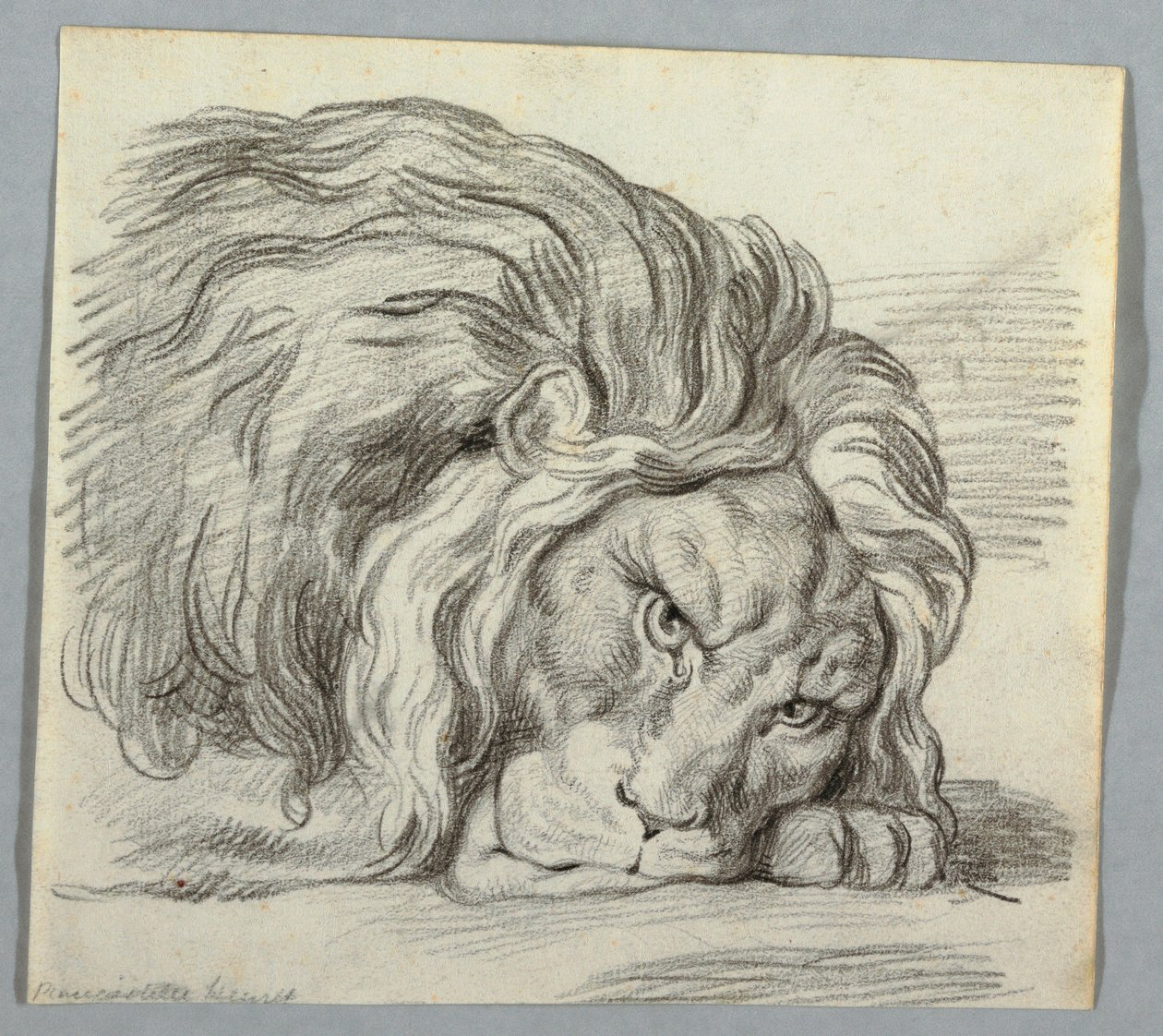 Studie van een leeuw door Unknown
