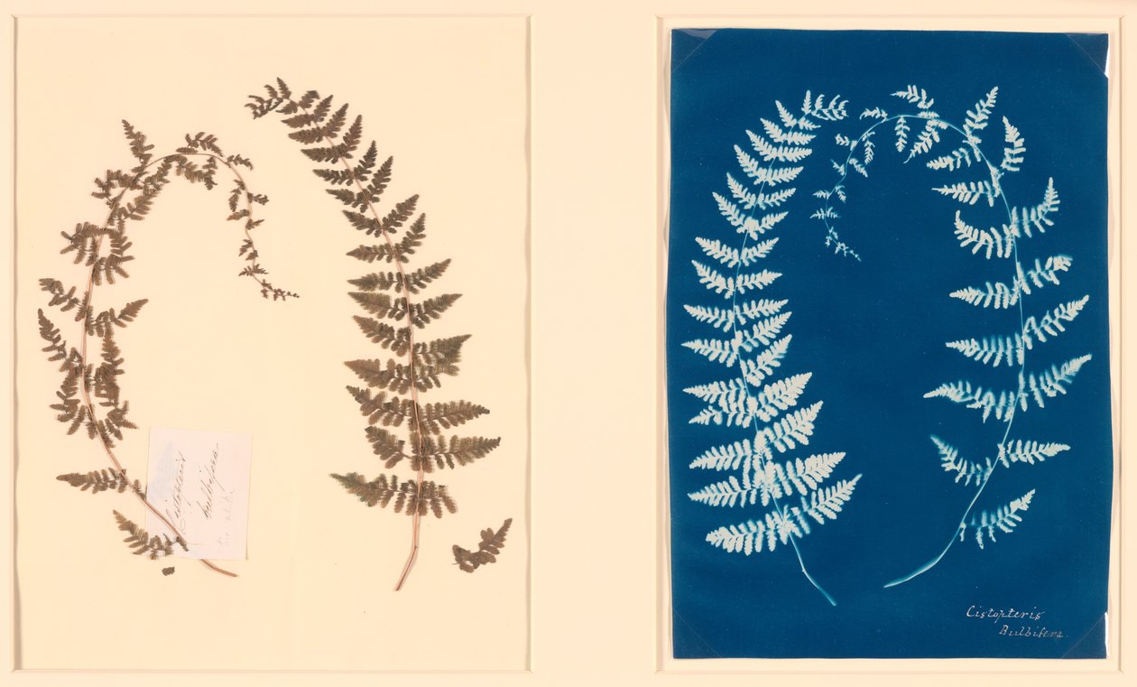 Uit het Hatton Fern Album door Unknown