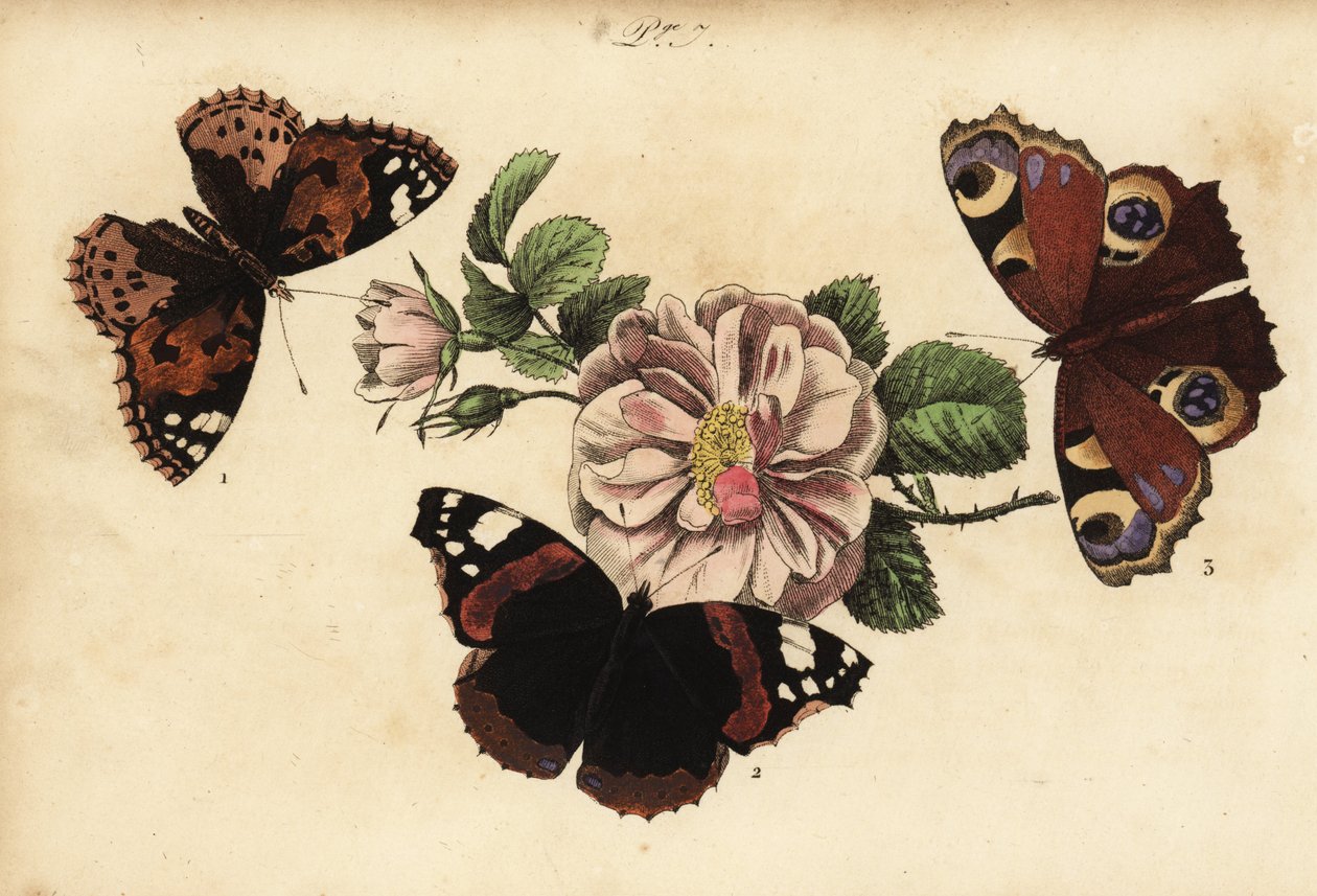 Distelvlinder, Vanessa cardui, atalanta, Vanessa atalanta en dagpauwoog, Aglais io door Unknown