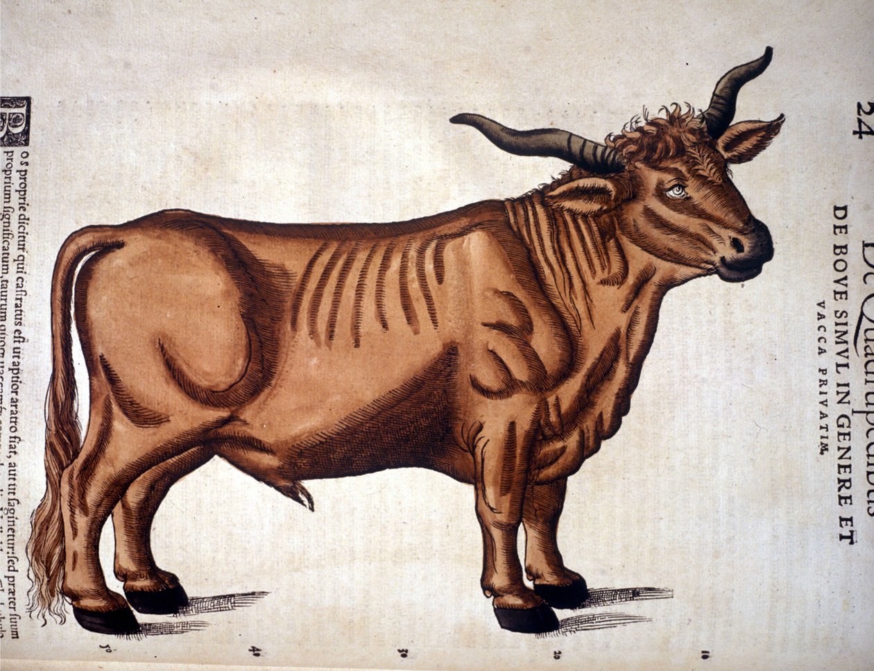 Een rund uit de Historia Animalium van Conrad Gesner, Tiguri 1560. Biblioteca nazionale Braidense. Milaan door Unknown artist