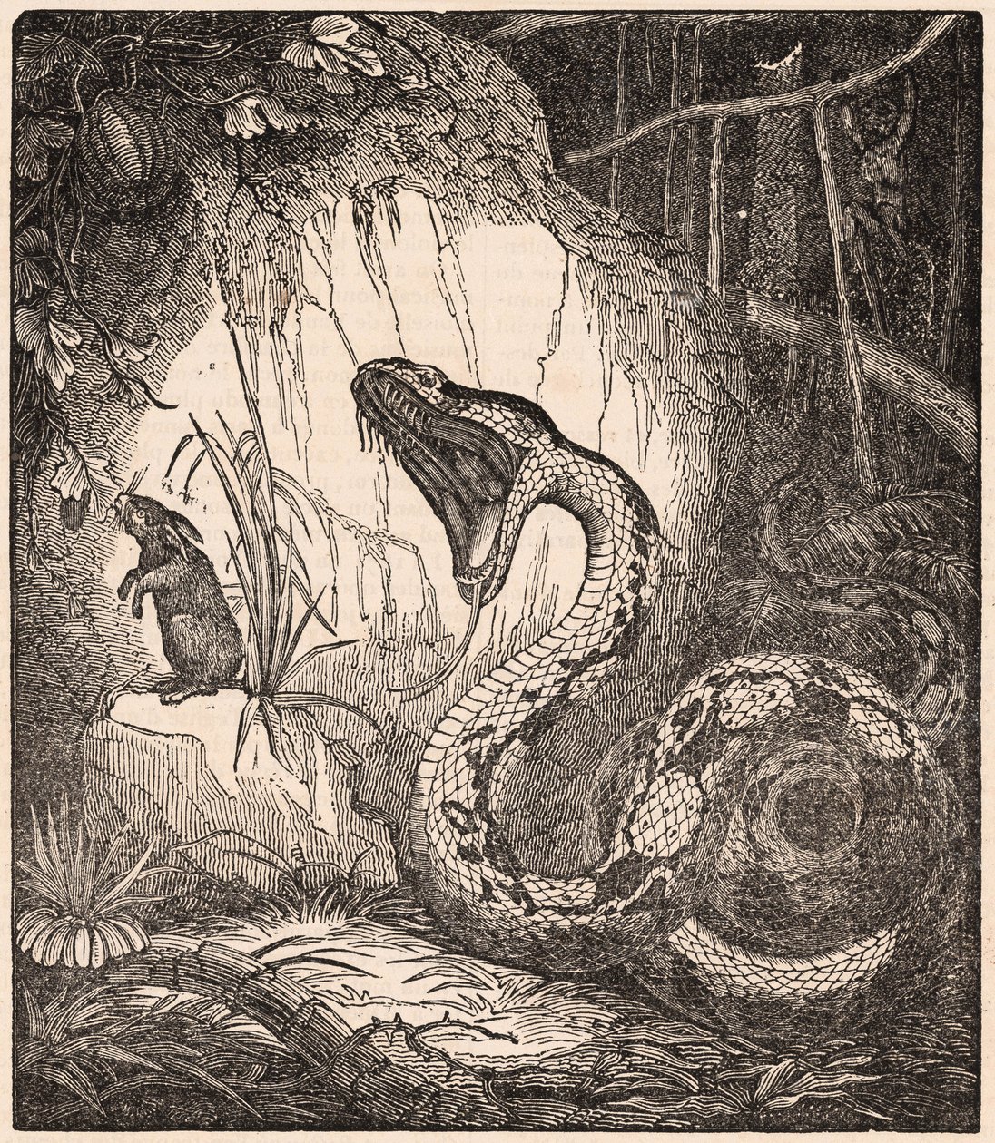 Een boa constrictor opent de bek om een konijn te verslinden (gravure) door Unknown Artist