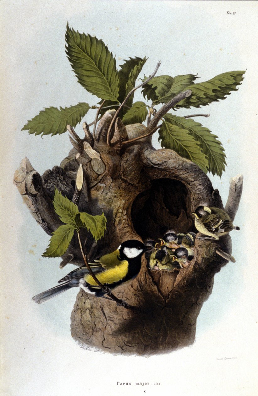 Een bord met een gewone vogel (of mus) bij zijn nest. door Unknown artist