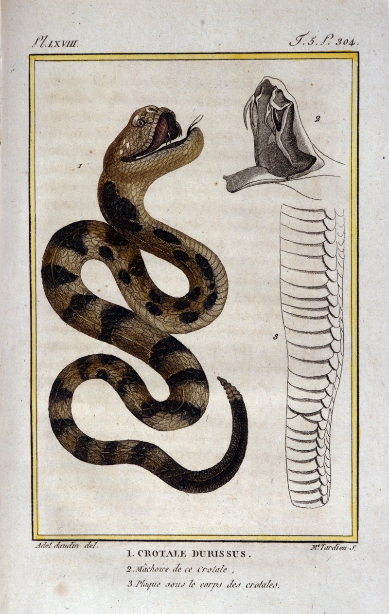 Een ratelslang. Plaat uit een Natuurlijke Geschiedenis Verhandeling van 
