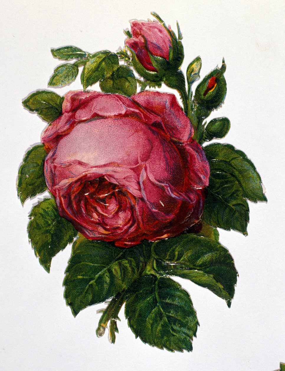 Een roos door Unknown artist