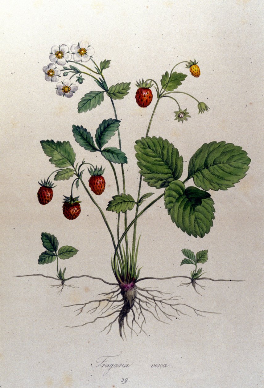 Een aardbeiboom en zijn vruchten: 19e-eeuwse botanische plaat. door Unknown artist