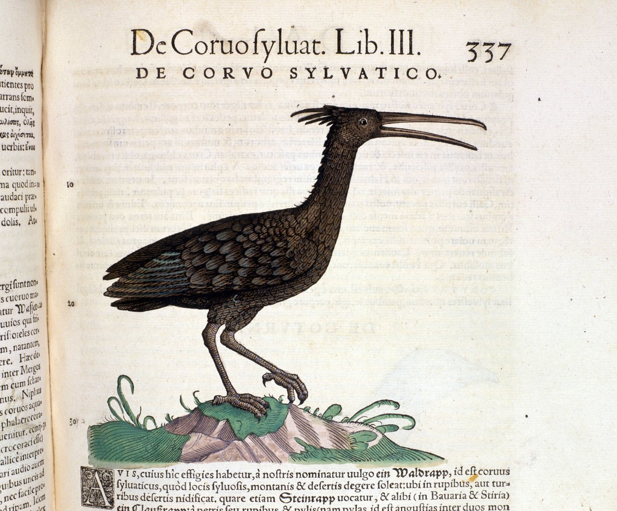 Een wilde raaf uit de Historia Animalium van Conrad Gesner, Tiguri 1560. Biblioteca nazionale Braidense. Milaan door Unknown artist