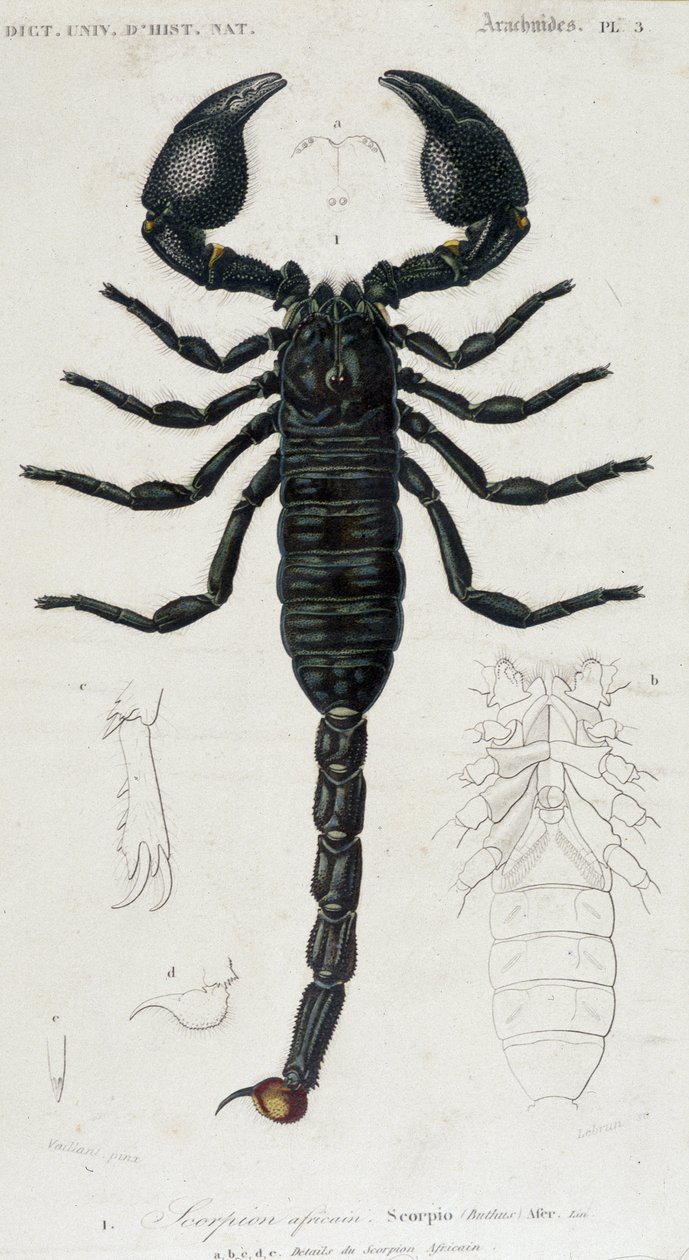 Afrikaanse Schorpioen - Natuurhistorisch Bord door Unknown artist