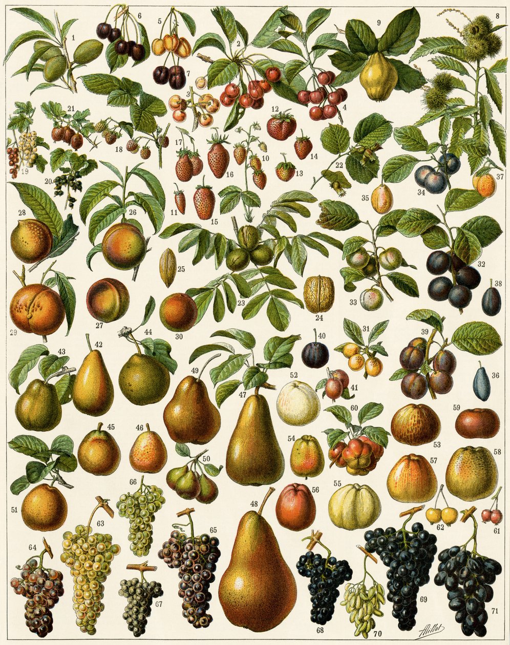 Landbouw: Botanisch bord met eetbare vruchten (kers, framboos, aardbei, bosbes, perzik, abrikoos, noten, druiven, peer, hazelnoot, vijg, appel, pruim...) door Unknown artist