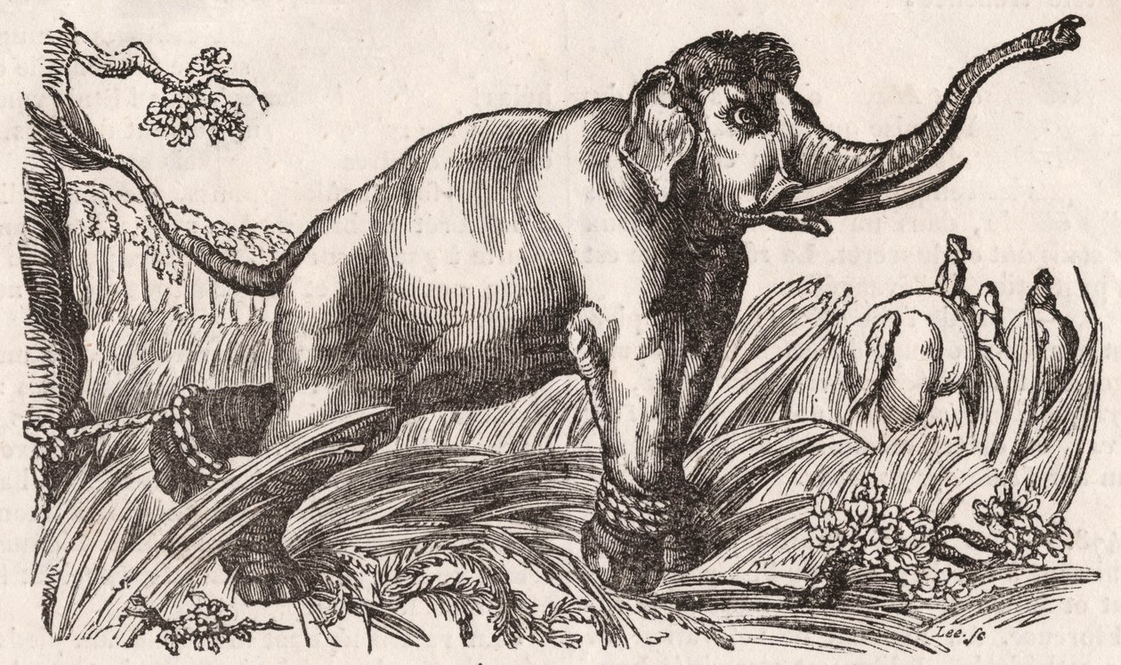 Een olifant gevangen in de savanne, Afrika door Unknown