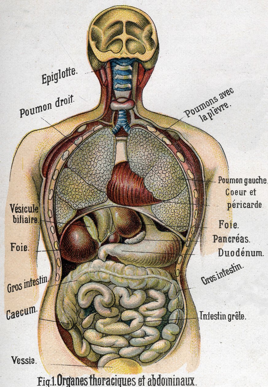 Anatomie: Borst- en buikorganen. (Darm, lever, alvleesklier, long, enz.) in La nouvelle medication naturelle door F.E. Bilz. 1898. door Unknown artist
