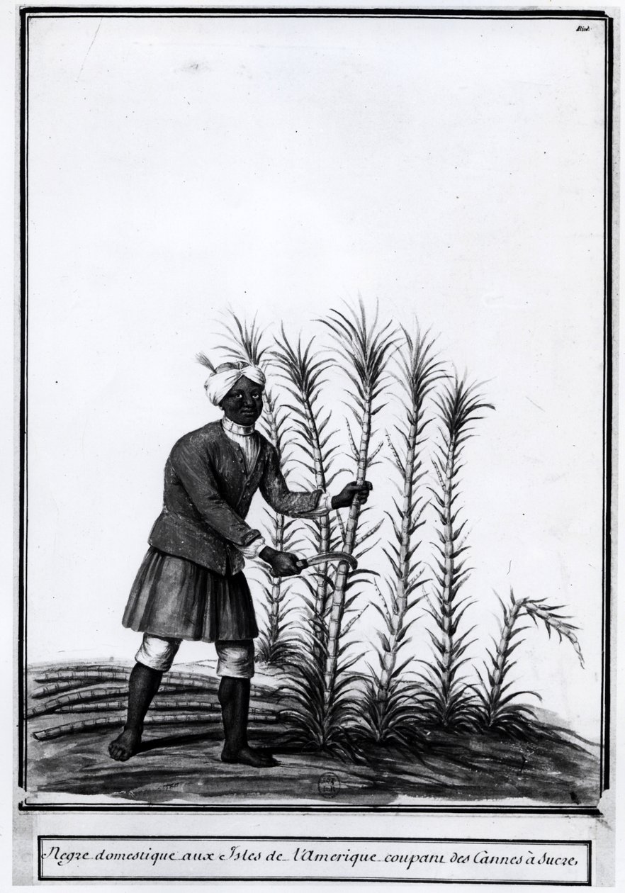 Antillen, huisneger snijdt suikerriet. door Unknown artist