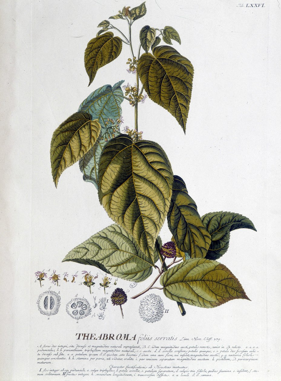Arbroma theeplant - botanische plaat door Unknown artist
