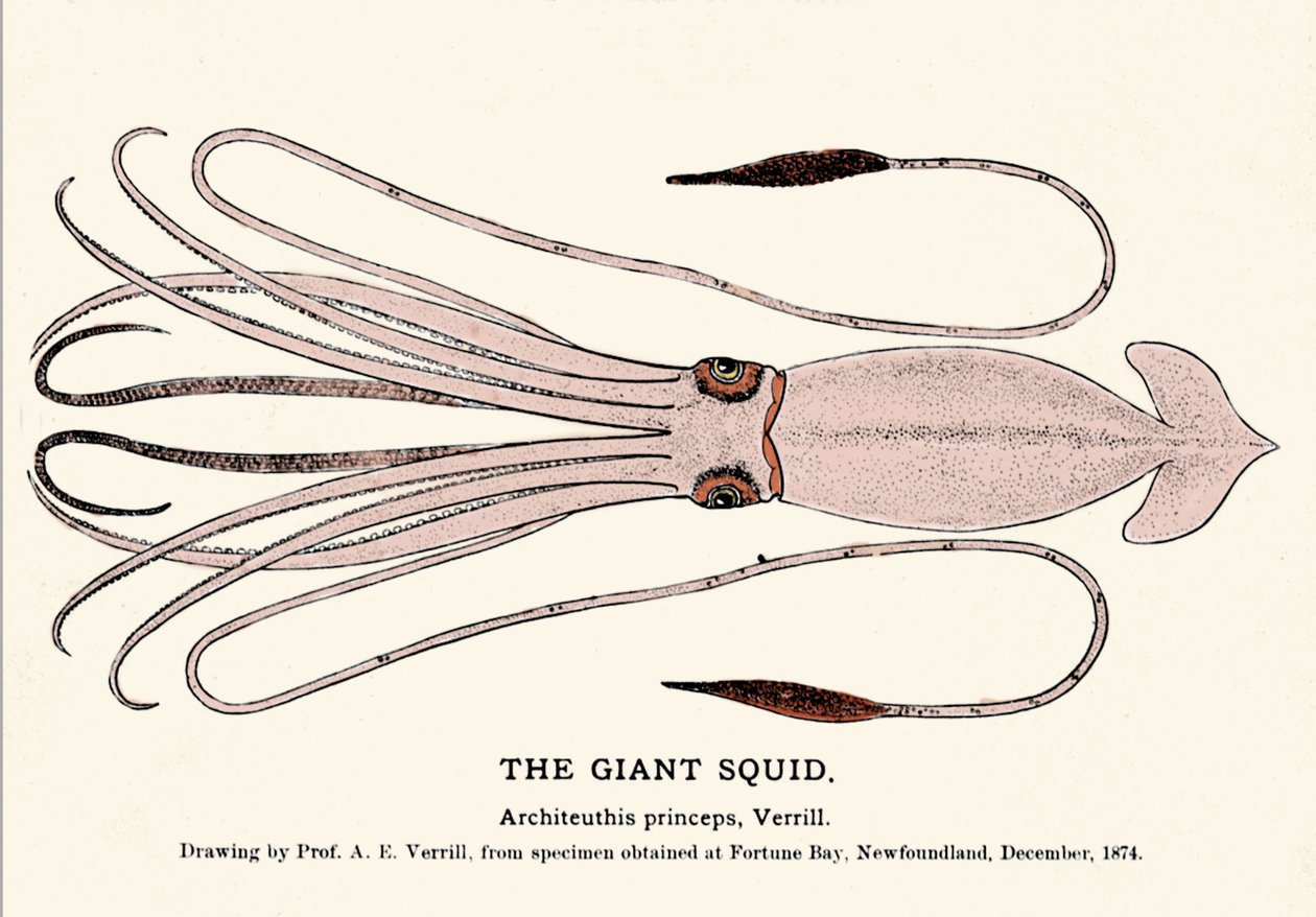 Architeuthis princeps, de reuzeninktvis aangespoeld op het strand van Fortune Bay (Newfoundland) in december 1874 en voor het eerst beschreven door professor A.E. Verrill. Gravure uit die tijd. door Unknown artist