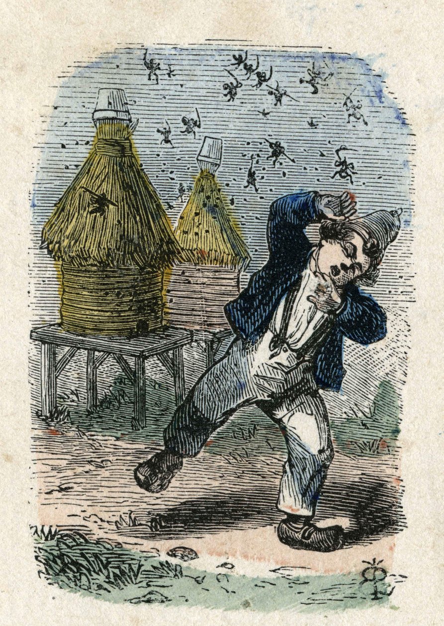 Bijaanval op een kind bij hun bijenkorf. Illustratie 19e eeuw. Bianchetti Collectie door Unknown artist