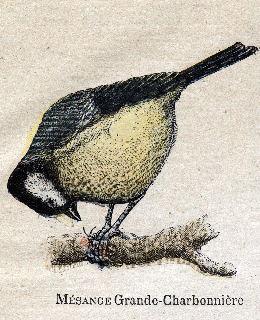Vogels nuttig voor de landbouw: Grote Mees - Koolmees door Unknown artist