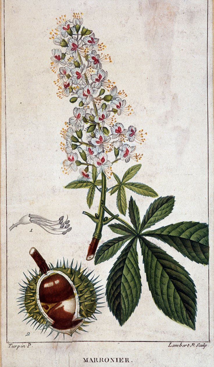 Botanische plaat - Bloemen, bladeren en vruchten van kastanjeboom door Unknown artist