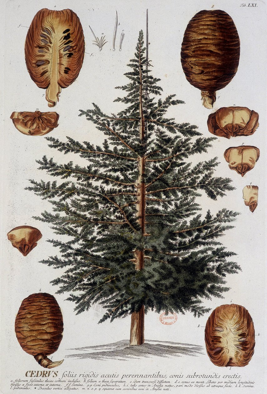 Botanische plaat: Ceder. n.d. 19e eeuw door Unknown artist