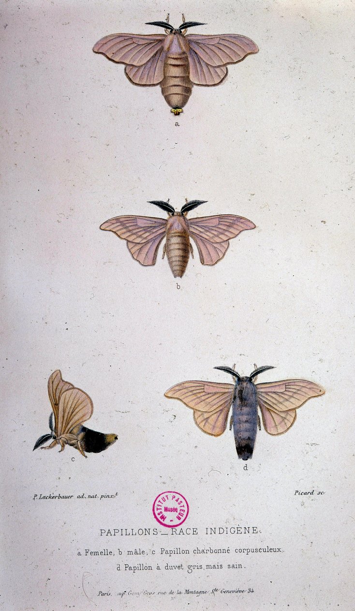 Vlinders: Zijderupsenziekte - Studie van Pasteur door Unknown artist