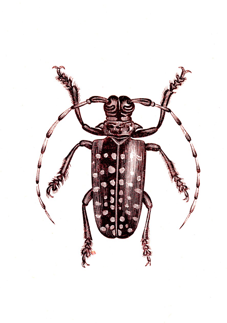 Coleoptera: Ophoptera Tollii door Unknown artist