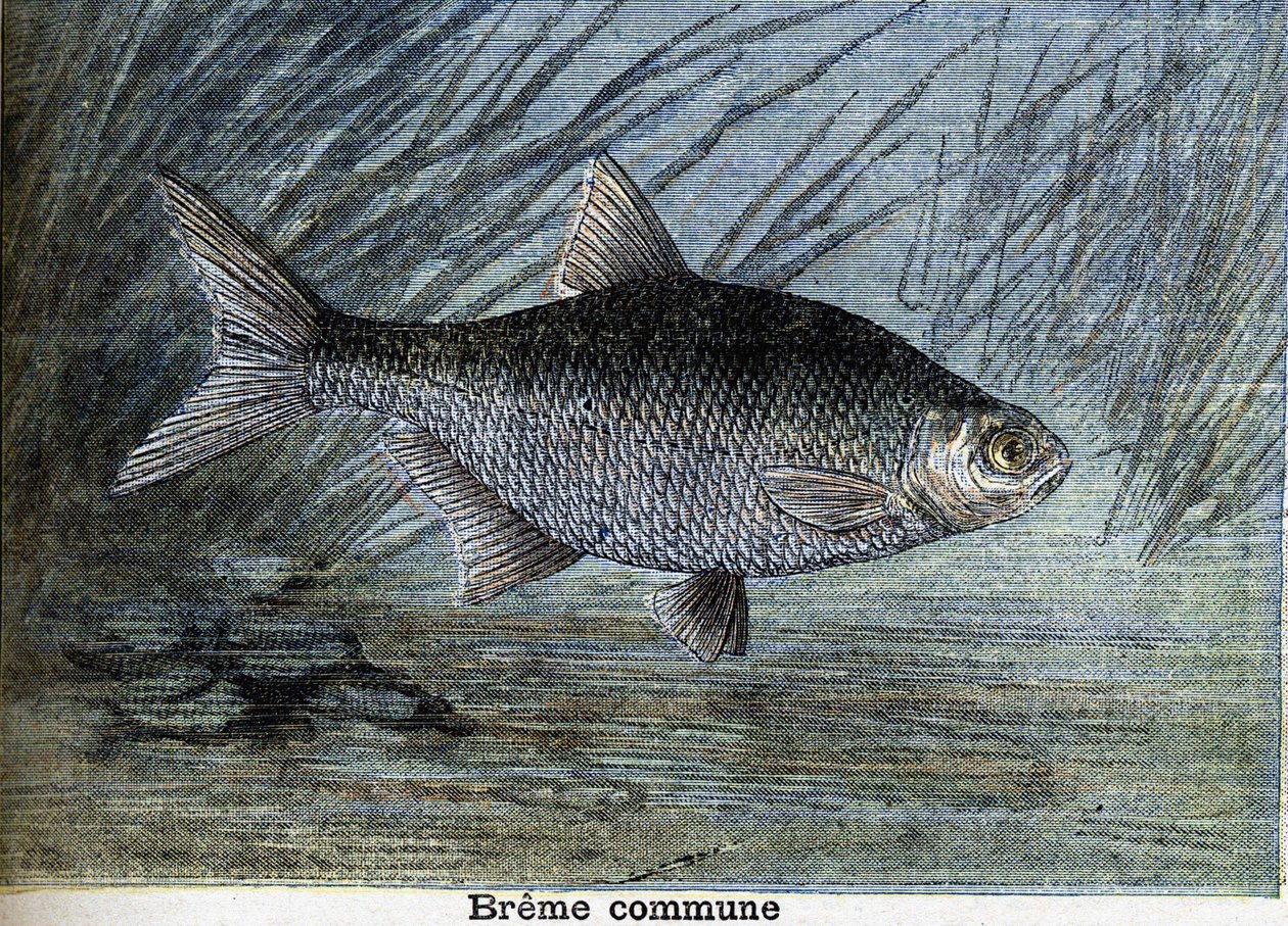 Gewone brasem. Gravure uit 1897 door Unknown artist