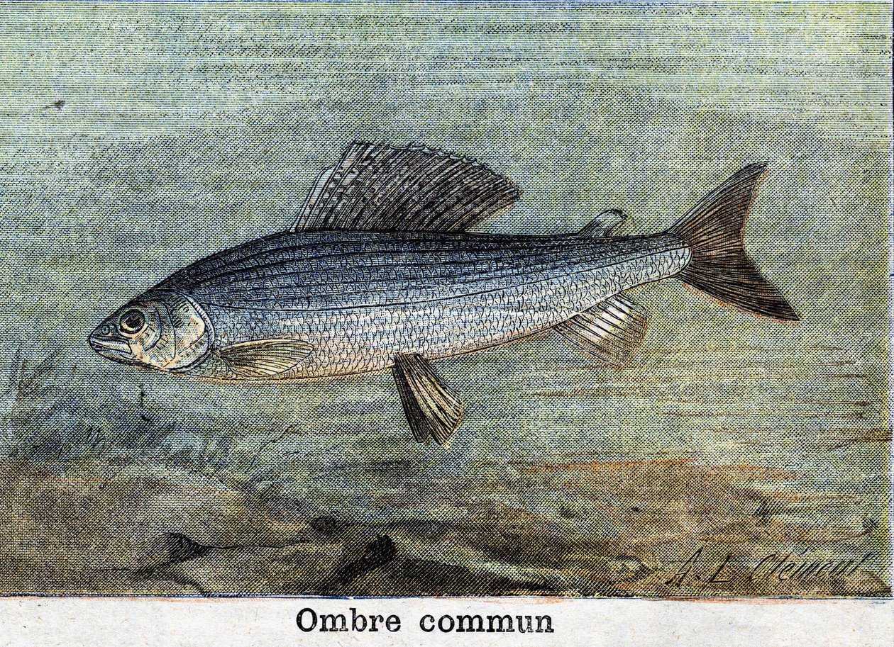 Gemeenschappelijke Schaduw gravure uit 1898 door Unknown artist
