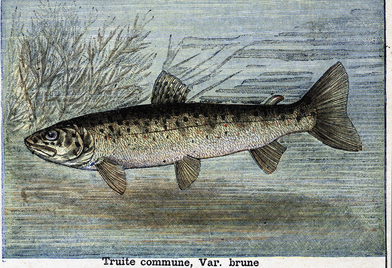 Gewone forel. Gravure uit 1897 door Unknown artist