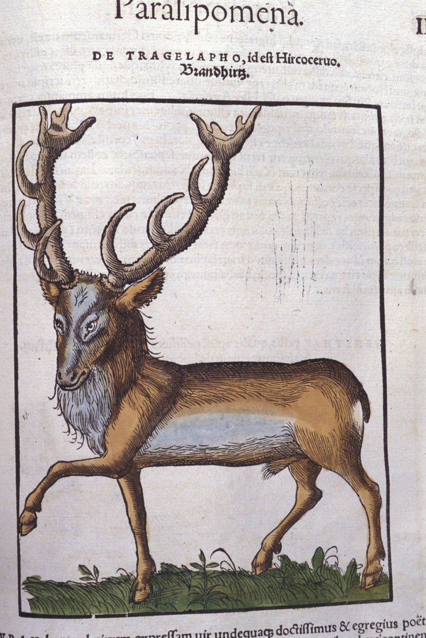 Hert na Historiae animalium door Konrad Gesner, Tiguri door Unknown artist