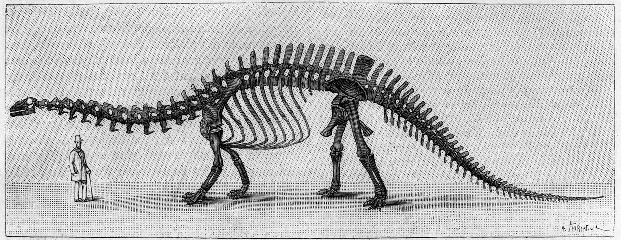 Dinosaurusskelet: 