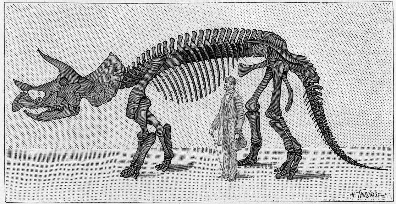 Dinosaurusskelet: 