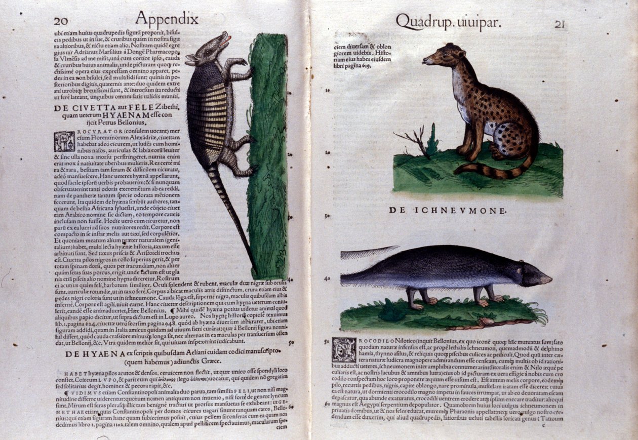 Dubbele pagina van Historia Animalium door Conrad Gesner, Tiguri door Unknown artist