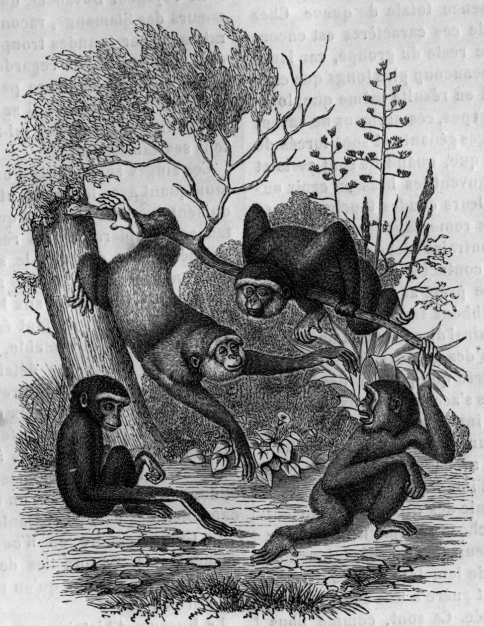 Gravure die de Gibbons Hoolock van India voorstelt. door Unknown artist